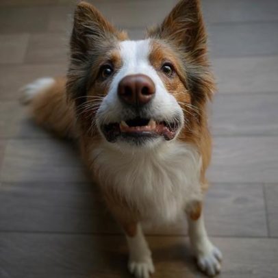 Idade canina: por que a regra dos 7 anos não funciona mais