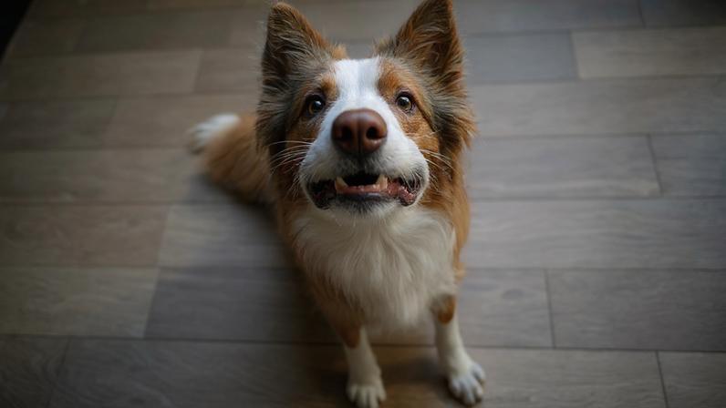 Veja como calcular a idade do seu cão da forma correta
