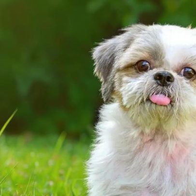 Como promover festas juninas seguras e divertidas para cães