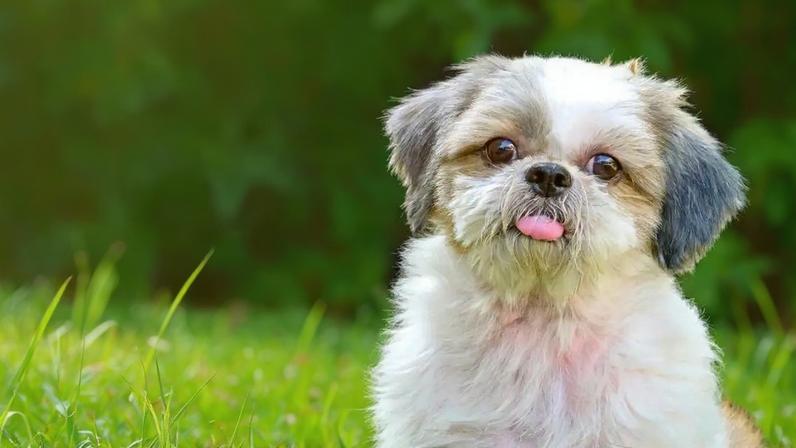 Festa junina com cães cuidados essenciais para um arraial seguro