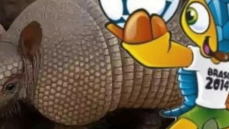Tatu-bola, possui uma característica única entre as espécies de tatus