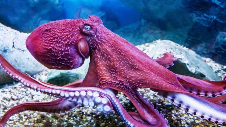O polvo gigante (_Enteroctopus dofleini_) vive nas águas do Pacífico: inteligentes e muito diferentes dos humanos, estudar os polvos poderia servir como um ensaio do que significaria nos depararmos com uma mente de outro mundo. Victor1153/Shutterstock