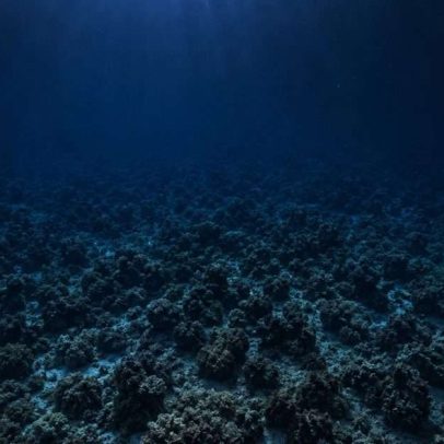Cientistas revelam gigantesco ecossistema de corais nas profundezas do oceano