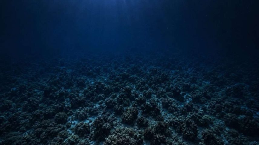 Cientistas revelam gigantesco ecossistema de corais nas profundezas do oceano