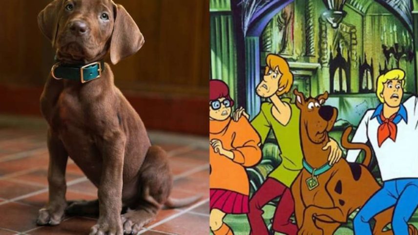 Scooby-Doo será vivido pela primeira vez por cachorro real em novo live-action da Netflix