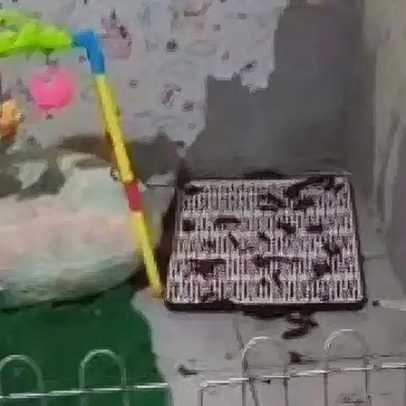 Canil clandestino com quase 150 cães é descoberto em Paulista