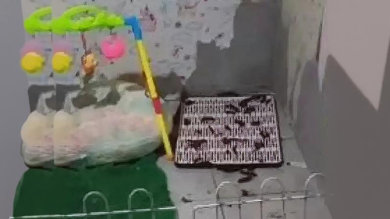 Canil clandestino em Paulista -PE