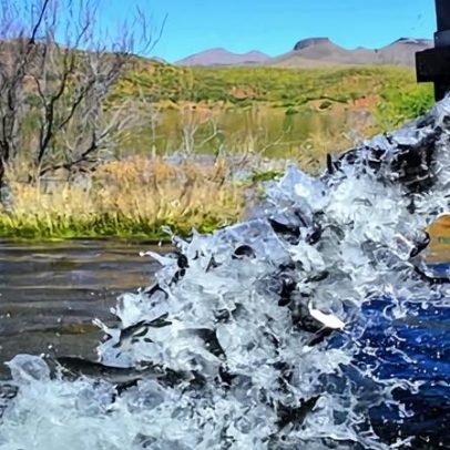 Lago no Arizona fecha indefinidamente após morte de todos os peixes