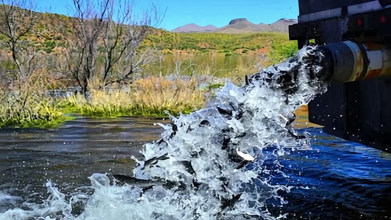 Lago no Arizona fecha indefinidamente após morte de todos os peixes