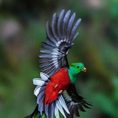 Quetzal, uma das aves favoritas dos observadores