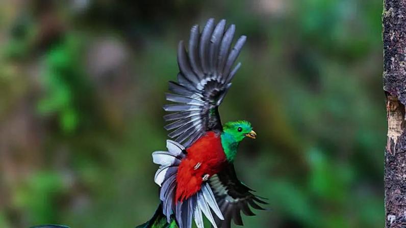 Quetzal, uma das aves favoritas dos observadores