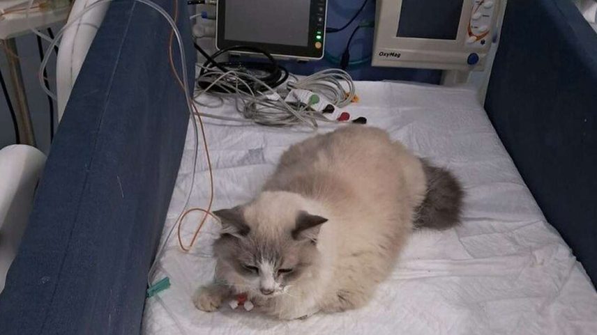 Gatinha Molly enfrenta problemas de saúde e mobiliza doações