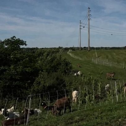 Sindicato de trabalhadores em Ohio reclama que cabras comem seu almoço