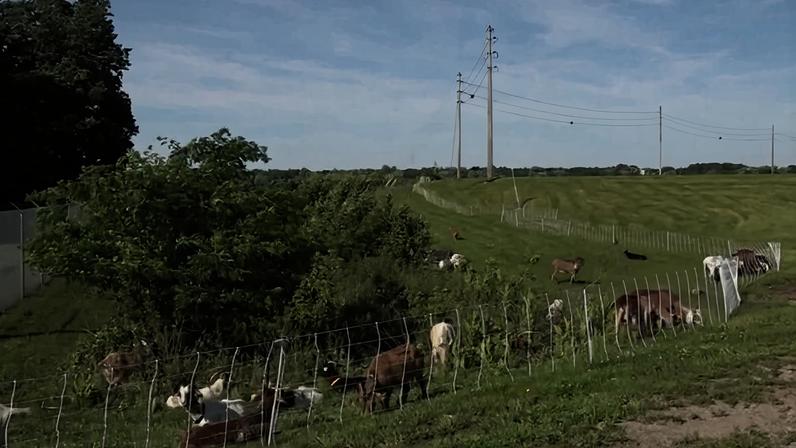 Having goats clear brush shows a “blatant disregard” of labor, a union official said.