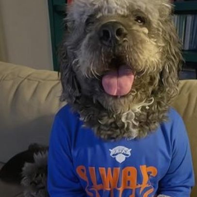 Polícia de Los Angeles mata cão de família que celebrava vitória dos Knicks