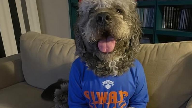 Jameson, a two-year-old doodle, was shot and killed outside his home.