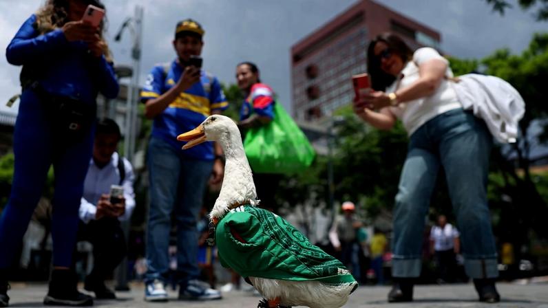 Merlín the duck, dressed in a national team jersey, makes his way around Mexico City on June 16.
