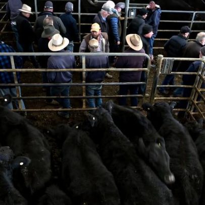 Exportações australianas de carne enfrentam tarifa de 55% na China com quota