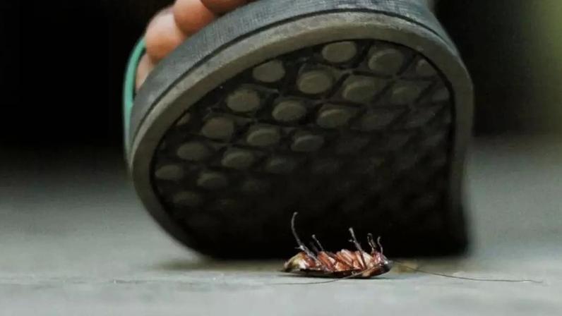 Por que você não deve pisar em baratas. Nem mesmo por engano.