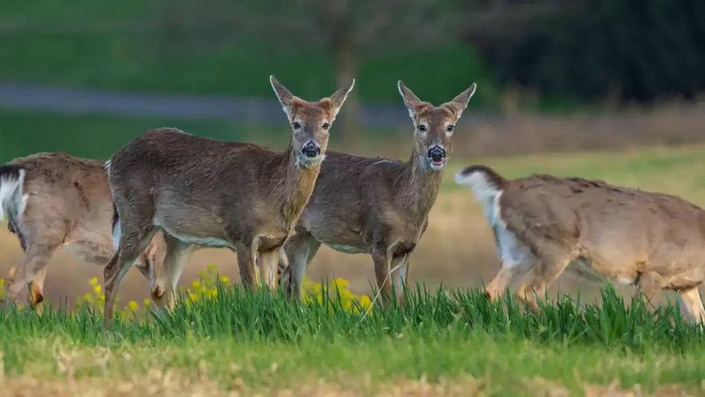 Um novo estudo sobre a doença debilitante crônica, conhecida internacionalmente como Chronic Wasting Disease (CWD), trouxe à tona evidências de que essa enfermidade pode se espalhar de forma silenciosa entre cervídeos, como veados, alces e renas – depositphotos.com / ALeePhotos