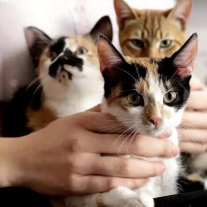 O que significa ter muitos gatos, segundo a psicologia