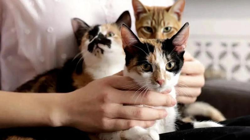 a psicologia busca entender o que pode estar por trás desse desejo (quase incontrolável) de acumular um grande número de gatos em casa. /