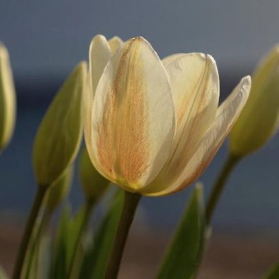 8 cuidados essenciais para cultivar tulipas com sucesso