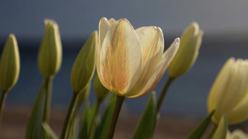 Com os cuidados certos, é possível garantir que as tulipas floresçam mesmo em clima tropical