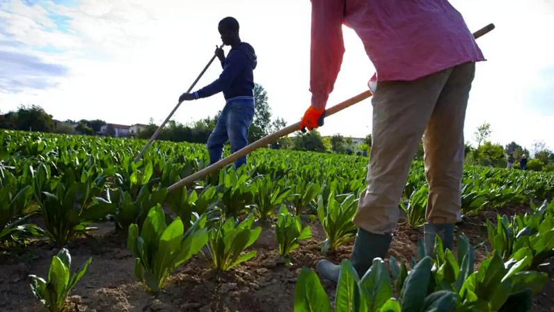 No sul da Itália, nos campos de frutas e hortaliças, os fazendeiros dependem cada vez mais da mão de obra estrangeira (foto ilustrativa).