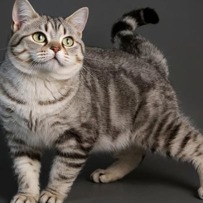 Bolsa primordial em gatos: 6 curiosidades sobre a pelanquinha