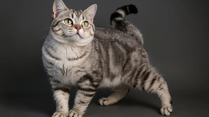 A bolsa primordial faz parte da anatomia natural dos gatos e possui funções importantes