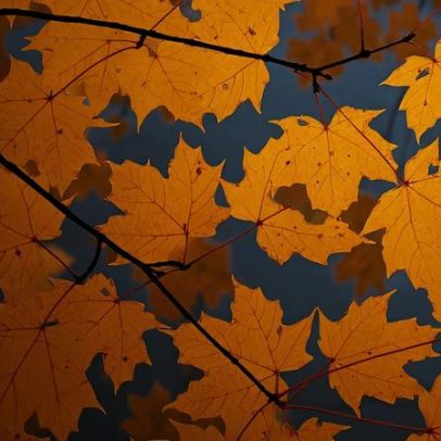 A origem da folha da bandeira do Canadá é o maple; ligação com o maple syrup