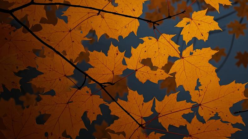 Além de estampar a bandeira do Canadá, a árvore bordo também oferece a seiva usada na produção do maple syrup, xarope doce tradicional na América do Norte