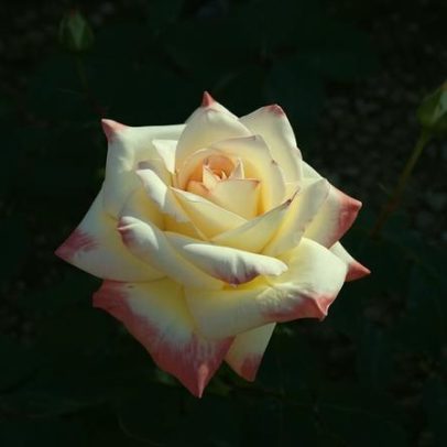Flores batizadas com nomes de famosas: de Rita Lee a Audrey Hepburn