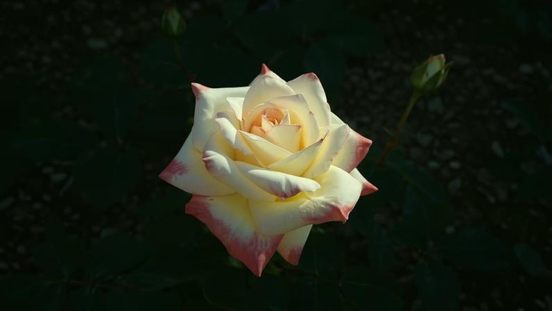 Orquídeas e rosas recebem nomes de celebridades, unindo botânica, cultura e homenagem em variedades cultivadas ao redor do mundo. Entre elas, destaca-se a rosa Diana Princess of Wales, de tons claros