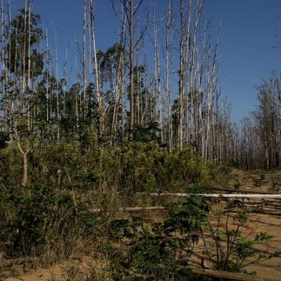 IA identifica áreas agrícolas abandonadas no Cerrado brasileiro