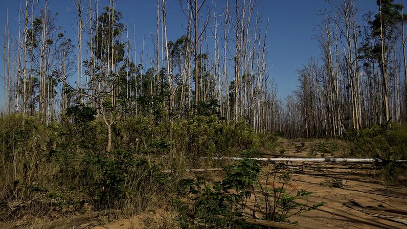 Área agrícola de cultivo de eucalipto abandonada em Buritizeiro (MG)- Metrópoles