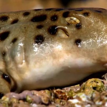 Nova espécie de tubarão descoberta perto da Austrália pode andar em terra firme