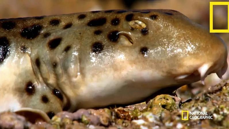 Nova espécie de tubarão é descoberta próxima da Austrália — e ela pode andar em terra firme