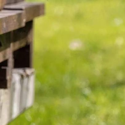 Pequenos animais, grande papel na manutenção dos ecossistemas
