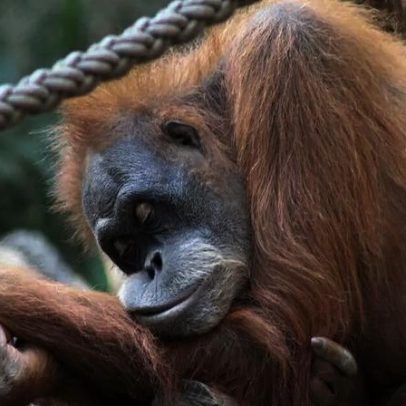 Ser humano é o primata que dorme menos, segundo estudo científico