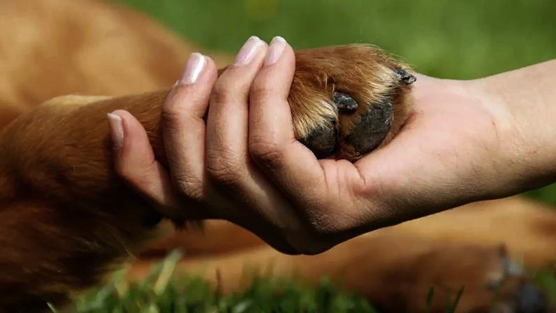 O luto pela perda de um animal de estimação vem ganhando mais espaço nas conversas do dia a dia e também nas pesquisas em saúde mental – depositphotos.com / simply