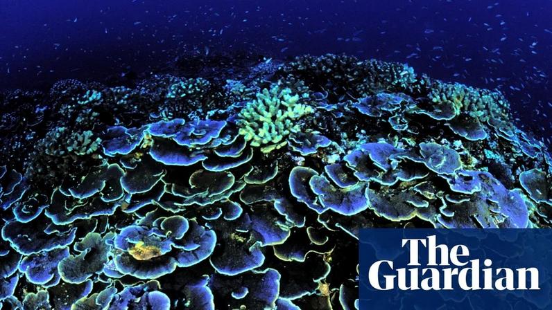 Coral Jarvis Island, one of seven islands strung along the equator in the central Pacific. Photograph: Jim Maragos/AP