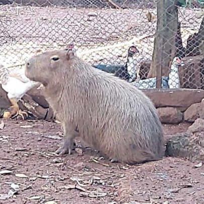 Capivara mantida como animal de estimação é resgatada no RS