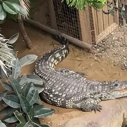 Homem preso após garoto ferido em jaula de crocodilos no zoológico