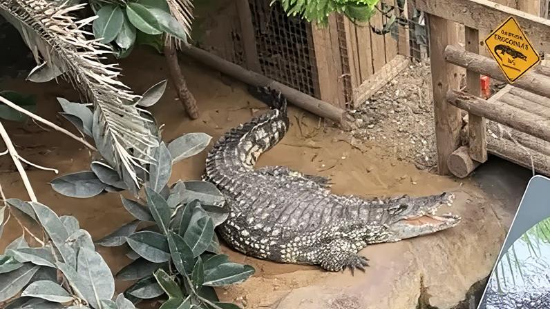BBC A crocodile with its mouth open in an enclosure near a wooden walkway going through the centre