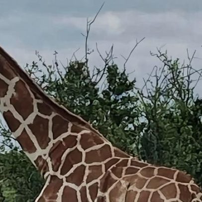 Girafa Gracie encontrada sã após busca com apoio da comunidade