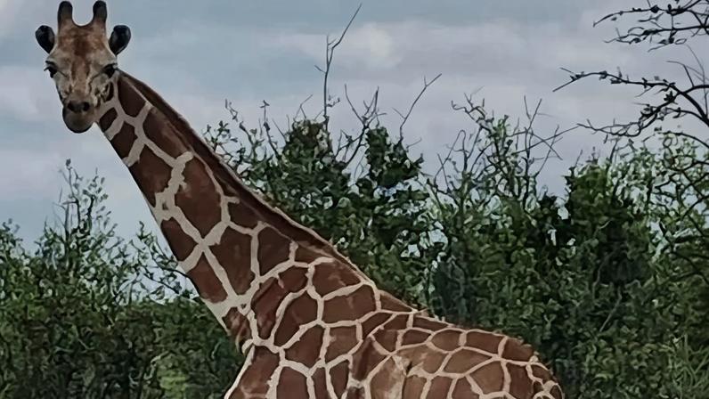 Gracie the giraffe was missing for nearly two weeks.