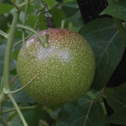 Técnica simples garante maracujá doce e delicioso