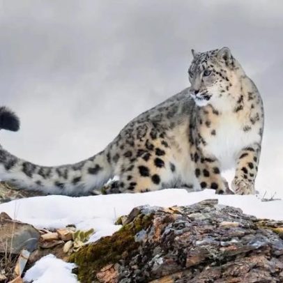 Leopardo-das-neves: 8 curiosidades sobre este felino raro